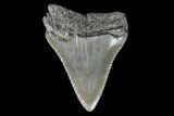 Serrated, Fossil Great White Shark Tooth #76454-1